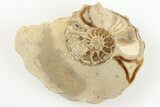 Cut/Polished Calycoceras Ammonite (Pair) - Texas #198213-2